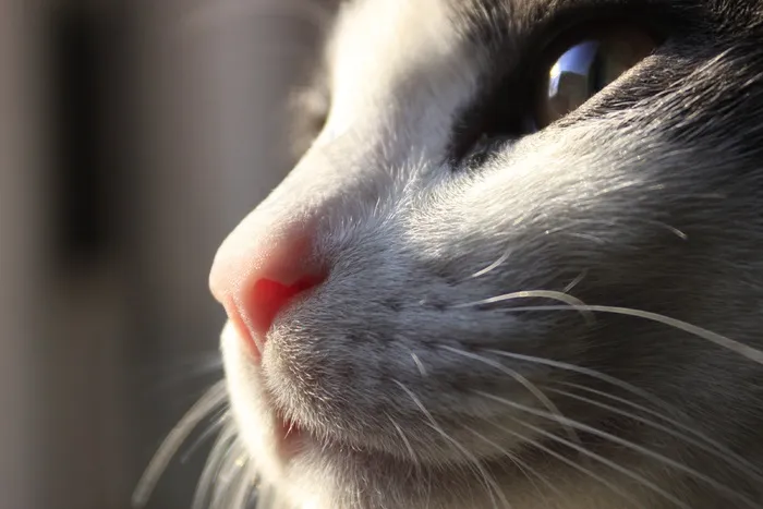 猫，晶须，猫的，动物，家养，宠物，眼睛
