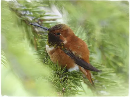艾伦·蜂鸟,蜂鸟,科利柏 艾伦·蜂鸟,蜂鸟,科利柏