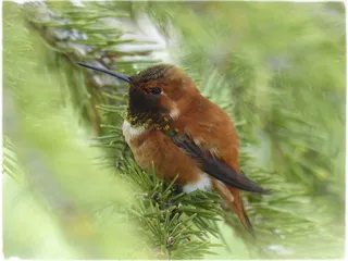 艾伦·蜂鸟，蜂鸟，科利柏
