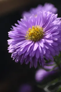 翠菊,花,紫色,花园,花瓣,盛开,秋季 翠菊,花,紫色,花园,花瓣,盛开,秋季