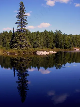 大自然，湖，松，反射，水