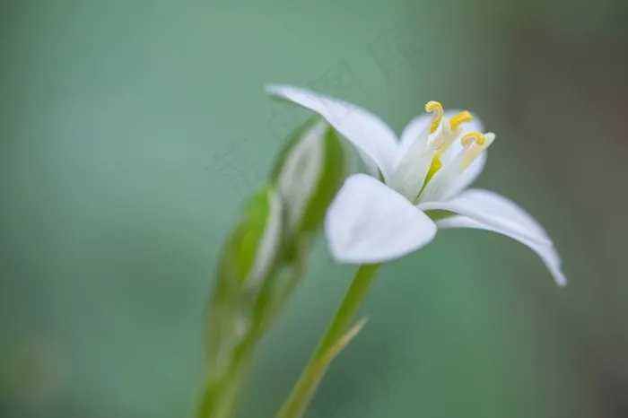 花，开花，性质，花园，白，夏天