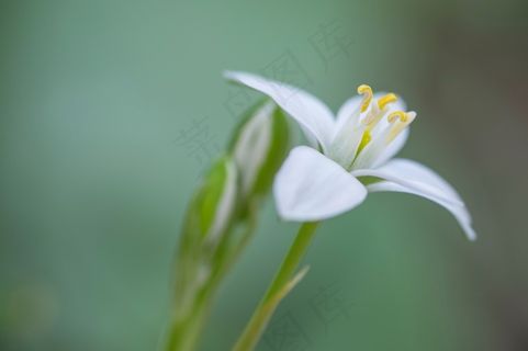 花，开花，性质，花园，白，夏天