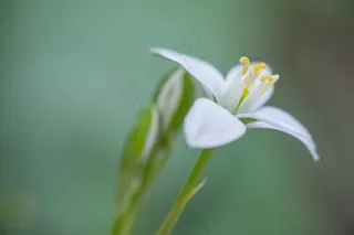 花，开花，性质，花园，白，夏天
