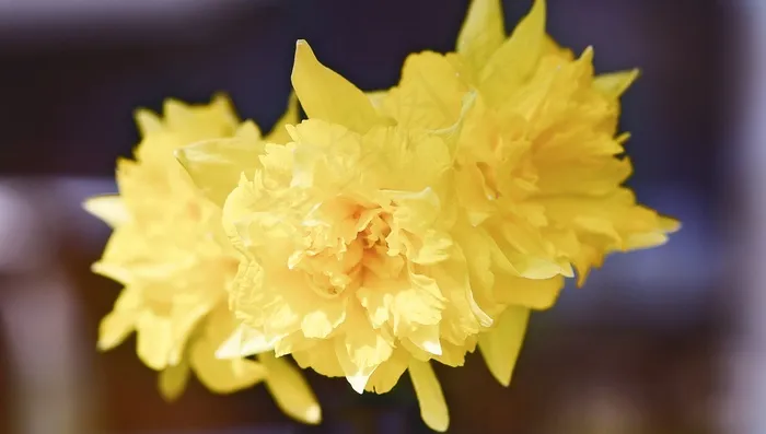 水仙花，黄色，花，黄色的花，春天的花朵