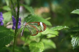 蝴蝶，昆虫，花，叶，叶子，自然