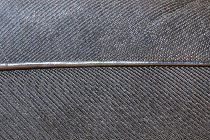 鸟羽毛，春天，钢，钢弹簧，灰色，关闭