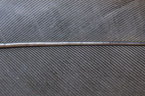 鸟羽毛，春天，钢，钢弹簧，灰色，关闭