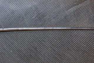 鸟羽毛，春天，钢，钢弹簧，灰色，关闭