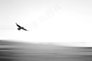 海鸥,湖泊,江鸥,海洋,白翅浮鸥,天空中的鹰