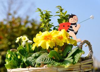 春天，花，植物