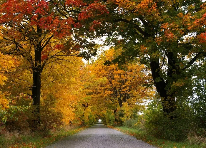 秋，大道，树木，离，路，绿树成荫的大道
