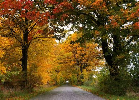 秋，大道，树木，离，路，绿树成荫的大道