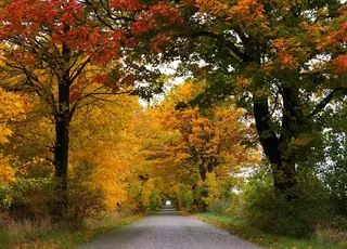 秋，大道，树木，离，路，绿树成荫的大道