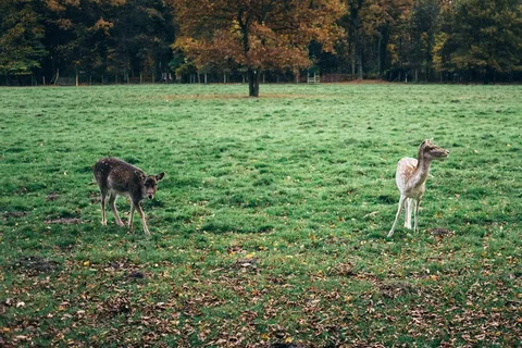 草原,牧场,薰衣草,草地,天空,两只小鹿