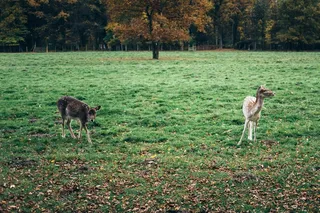 草原,牧场,薰衣草,草地,天空,两只小鹿