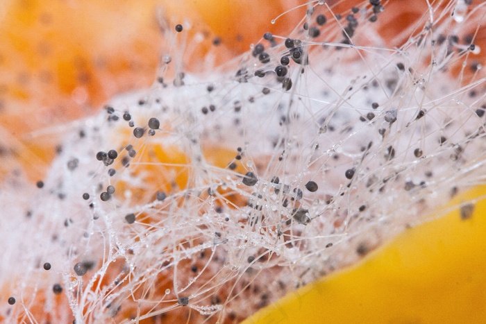 oke菇，Zygomycota，辣椒粉