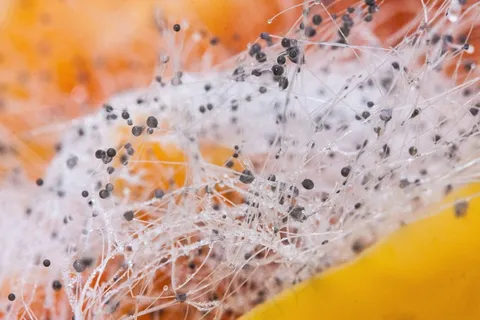 oke菇，Zygomycota，辣椒粉