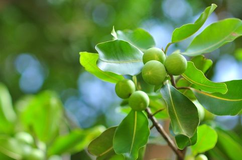 野，年轻，水果，秋季，浆果，越桔，自然