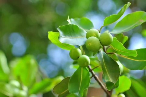 野，年轻，水果，秋季，浆果，越桔，自然