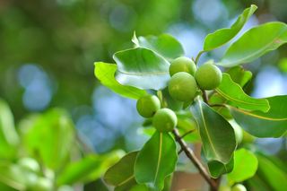 野，年轻，水果，秋季，浆果，越桔，自然