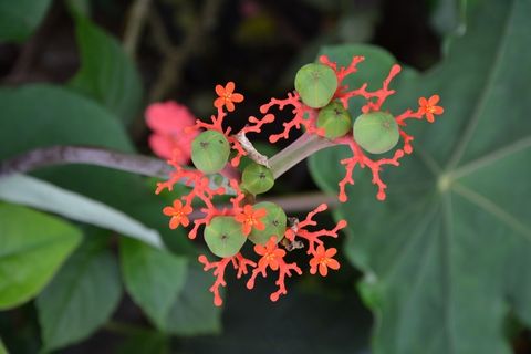 花，异国情调，绿色，异国植物，花园，自然