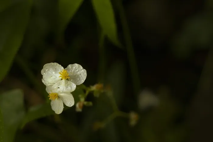 花，雨滴，紫色，水滴，天气，叶，雨