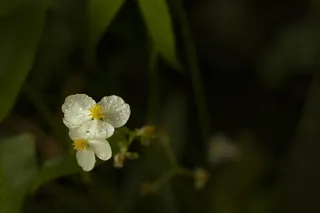 花，雨滴，紫色，水滴，天气，叶，雨