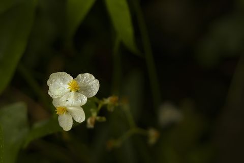 花,雨滴,紫色,水滴,天气,叶,雨 花,雨滴,紫色,水滴,天气,叶,雨