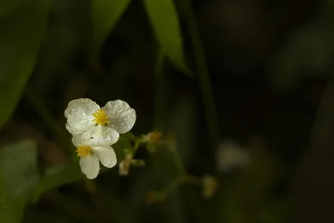 花,雨滴,紫色,水滴,天气,叶,雨 花,雨滴,紫色,水滴,天气,叶,雨