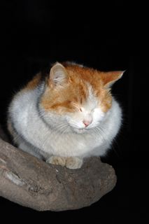 猫，肥猫，熟睡的猫，基蒂，波斯猫