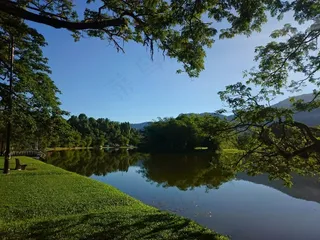 湖，早晨，绿色，自然，水，景观