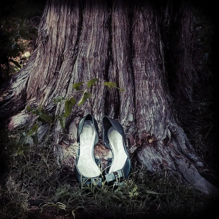 鸟类,头发,黑颈鹳,虫子,琵鹭,失物招领