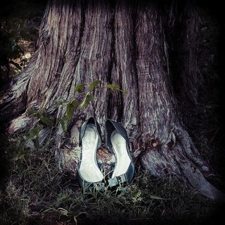 鸟类,头发,黑颈鹳,虫子,琵鹭,失物招领