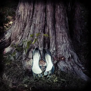 鸟类,头发,黑颈鹳,虫子,琵鹭,失物招领