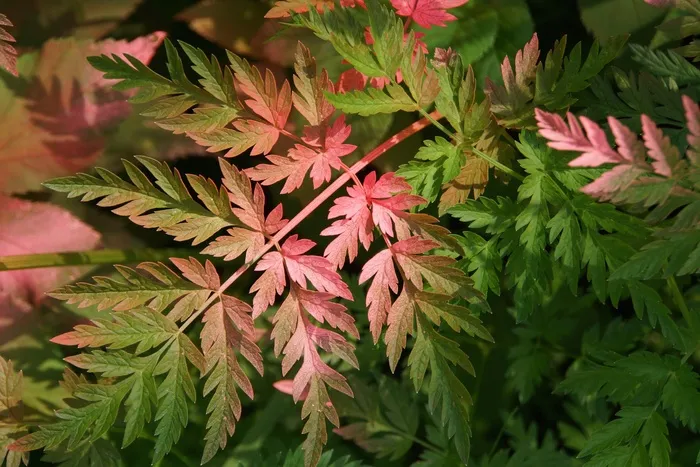 蕨类，植物，污损，肮脏，Spreymaalattu