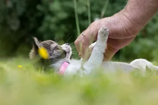 奇瓦瓦州，狗，小狗，婴儿，手，手臂，播放，年轻