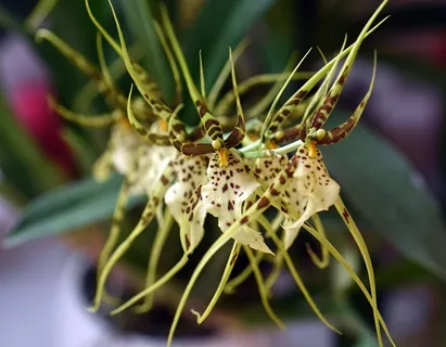兰花,花,芸苔,植物,花园 兰花,花,芸苔,植物,花园