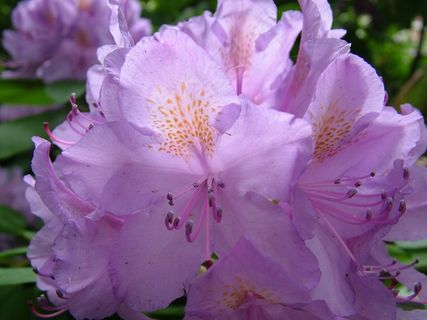 春天，鲜花，杜鹃花，开花，盛开