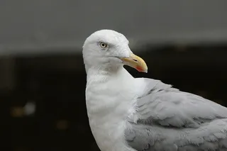 鲱鸥，鸥，鸥属，拉里科