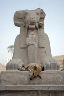 野狗，睡眠，狗，埃及，阿斯旺，古代