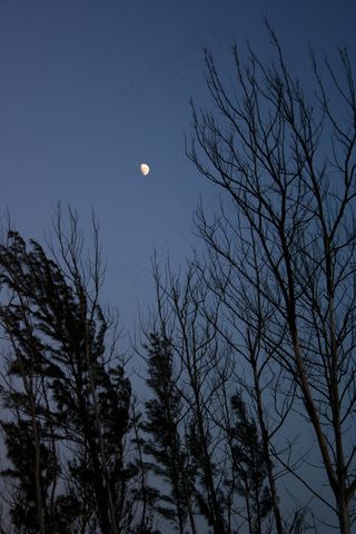 晚上，剪影，树木，月亮，天空，黄昏，晚上