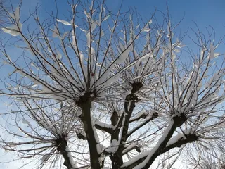 冬天，寒冷，审美