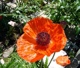 马克，框，水果，雄蕊，红色，夏天，叶子，绿色