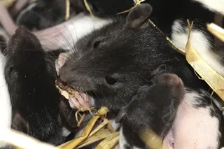 老鼠，彩色老鼠，动物，啮齿动物，耳朵，头，家庭