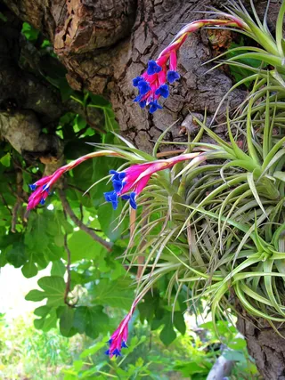 空气康乃馨，铁兰，植物