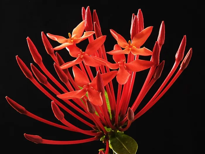 仙丹球花，花，开花，红色