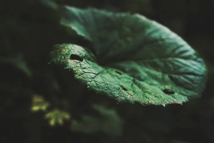 叶，植物，宏，特写，性质，绿色，春天