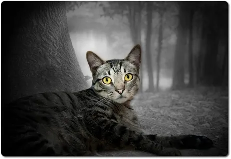 猫,森林,自然,树,毛皮,手表,动物世界 猫,森林,自然,树,毛皮,手表,动物世界