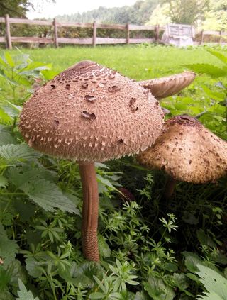 巨幕真菌，牛肝菌，鼓槌，蘑菇